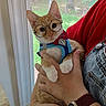 cat, kitten, orange_tabby, glasses, harness, pet, animal, held, indoor, window, sunlight, portrait, close_up, cute, wide_eyed, whiskers, fur, paws, human, watch