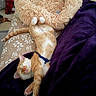cat, orange_and_white_cat, sleeping, relaxed, upside_down, pet, animal, plush_toy, stuffed_animal, blanket, purple_blanket, bed, couch, indoor, cozy, paws, whiskers, tabby, nap, funny_pose