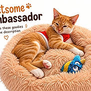 Muenster-Cheesemoney joined the competition — help win amazing prizes! cat, orange_cat, pet, kitten, animal, sleeping, lounging, fluffy_bed, pet_bed, red_clothing, costume, toy, plush_toy, indoor, white_background, promotional_text, advertisement, ambassador, cute, portrait
