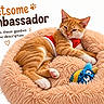 cat, orange_cat, pet, kitten, animal, sleeping, lounging, fluffy_bed, pet_bed, red_clothing, costume, toy, plush_toy, indoor, white_background, promotional_text, advertisement, ambassador, cute, portrait