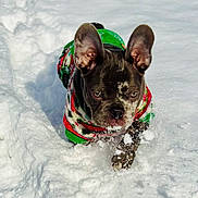 Moon joined the competition — help win amazing prizes! dog, french_bulldog, snow, winter, festive_sweater, outdoor, pet, animal, cute, playful, cold, fur, ears, paw, walking, nature, daylight, adorable, canine, snout