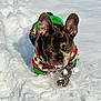 dog, french_bulldog, snow, winter, festive_sweater, outdoor, pet, animal, cute, playful, cold, fur, ears, paw, walking, nature, daylight, adorable, canine, snout