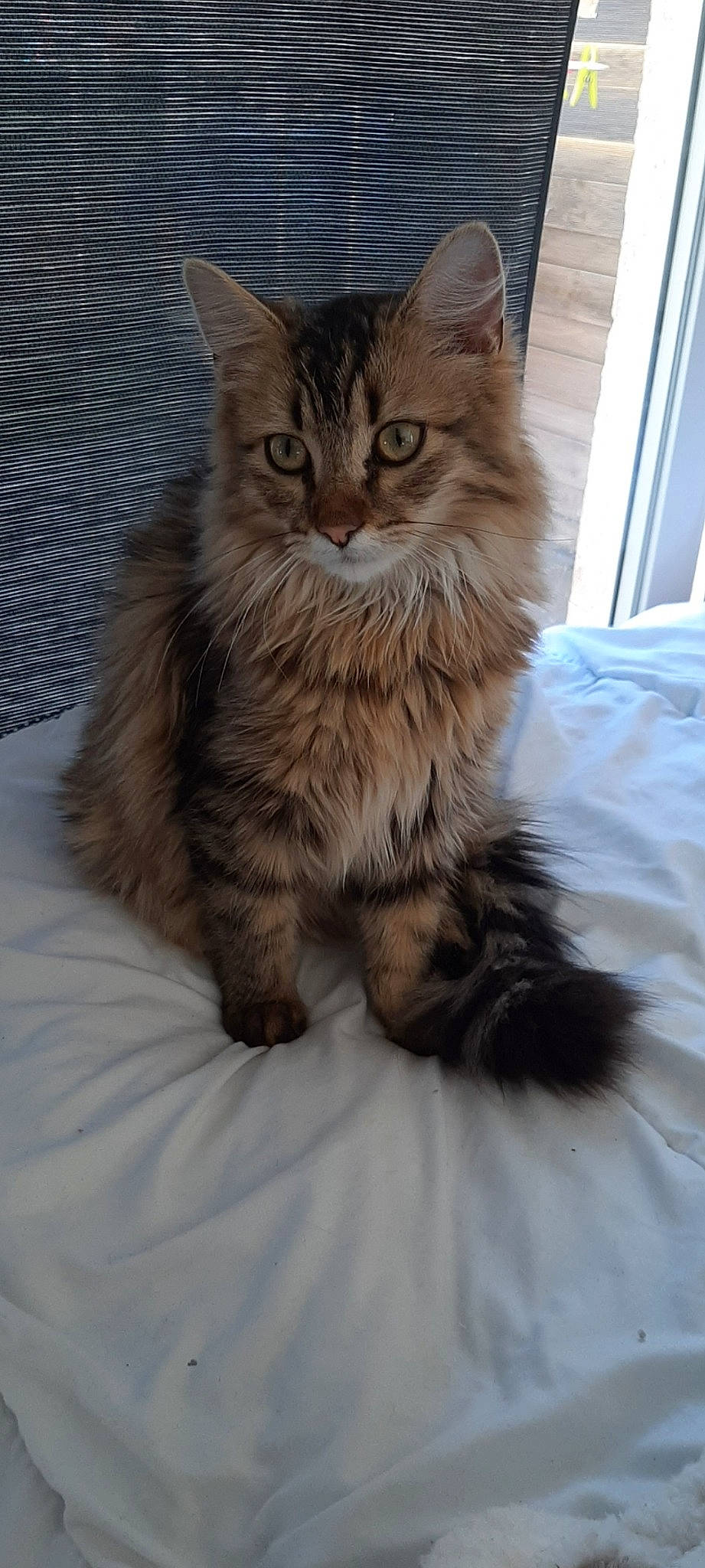 Sia participe au concours pour gagner de l'argent avec cette photo : british_longhair, carnivore, cat, chair, claw, comfort, domestic_short_haired_cat, fawn, felidae, flooring, fur, maine_coon, norwegian_forest_cat, paw, sitting, small_to_medium_sized_cats, tail, terrestrial_animal, whiskers, wood