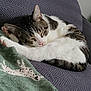 cat, sleeping, tabby, white, couch, blanket, indoor, cozy, pet, feline, resting, animal, soft, pattern, fur, relaxation, home, cute, comfort, nap