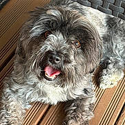 Armonie a rejoint le concours — aidez-le/la à gagner de superbes lots ! dog, pet, curly_fur, happy, tongue_out, brown_eyes, wooden_deck, outdoor, laying_down, canine, fur, cute, animal, mammal, friendly, companion, domestic_animal, resting, playful, close_up
