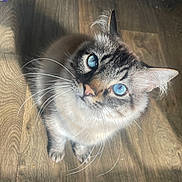 Faith is registered to the contest to win money with this photo: adorable, animal, blue_eyes, cat, close_up, cute, domestic_cat, ears, eye_reflection, feline, fur, indoor, looking_up, paws, pet, portrait, shadow, sunlight, whiskers, wooden_floor