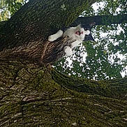 Gonzalez joined the competition — help win amazing prizes! cat, tree, bark, moss, outdoors, nature, climbing, paws, whiskers, feline, trunk, leaves, canopy, looking_up, meowing, pet, animal, green, sky, curious