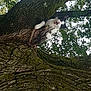 cat, tree, bark, moss, outdoors, nature, climbing, paws, whiskers, feline, trunk, leaves, canopy, looking_up, meowing, pet, animal, green, sky, curious