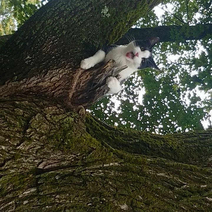 Gonzalez joined the competition — help win amazing prizes! animal, bark, canopy, cat, climbing, curious, feline, green, leaves, looking_up, meowing, moss, nature, outdoors, paws, pet, sky, tree, trunk, whiskers