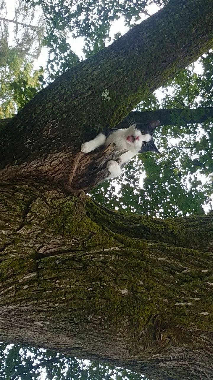 Gonzalez joined the competition — help win amazing prizes! cat, tree, bark, moss, outdoors, nature, climbing, paws, whiskers, feline, trunk, leaves, canopy, looking_up, meowing, pet, animal, green, sky, curious