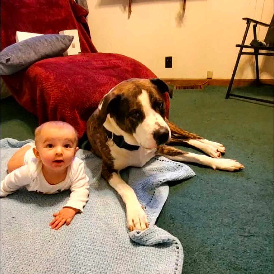 Brian is registered to the contest to win money with this photo: baby, child, dog, infant, indoor, bedroom, blanket, knitted_blanket, carpet, furniture, bed, window, shelf, portrait, lying_down, pet, animal, spotted_dog, home, cute