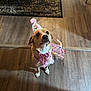 Brittney joined the competition — help win amazing prizes! dog, pet, party_hat, birthday, pink_bow, tutu, wooden_floor, patterned_rug, indoor, looking_up, paws, tail, costume, celebration, sitting, collar, shadow, chair_leg, cute, tan_coat