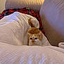 kitten, cat, orange_cat, white_blanket, blanket, couch, plaid_blanket, indoor, pet, cozy, fur, animal, cute, resting, comfort, small_pet, curious, domestic_cat, feline, relaxation