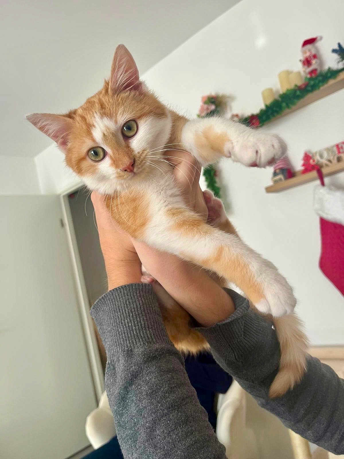 Cannelle a rejoint le concours — aidez-le/la à gagner de superbes lots ! cat, orange_cat, white_cat, pet, indoor, person_holding_cat, holiday_decorations, stocking, garland, festive, cozy, living_room, hands, feline, cute, curious, domestic_cat, whiskers, ears, tail