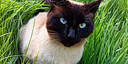 Bichette participe au concours pour gagner de l'argent avec cette photo : animal, blackcat, cat, countryside, field, flower, grass, grassland, green, herbs, kitten, lawn, manx, meadow, nature, outdoors, pet, plant, rural, siamese