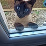 Bichette a rejoint le concours — aidez-le/la à gagner de superbes lots ! animal, blue_eyes, cat, close_up, curious, daylight, domestic_cat, ears, face, feline, fur, glass_door, looking, nature, outdoor, paws, pet, siamese_cat, whiskers, window