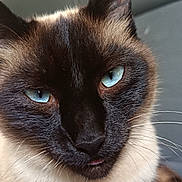 Bichette a rejoint le concours — aidez-le/la à gagner de superbes lots ! animal, blue_eyes, cat, close_up, cute, domestic_cat, ears, face, feline, fur, indoor, looking_at_camera, nose, pet, portrait, siamese_cat, soft_light, tongue_out, whiskers, whiskers_visible