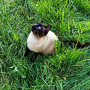 Bichette participe au concours pour gagner de l'argent avec cette photo : animal, blue_eyes, cat, close_up, dandelion, daylight, flora, fur, grass, greenery, looking_up, mammal, nature, outdoor, pet, siamese_cat, sitting, tail, whiskers, wild_plants