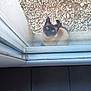 animal, blue_eyes, cat, close_up, curious, daylight, domestic_animal, door_frame, floor, glass_door, gravel, home, looking_up, nature, outdoor, pet, reflection, siamese_cat, tile, window