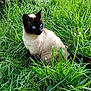 Bichette participe au concours pour gagner de l'argent avec cette photo : animal, cat, closeup, dandelion, eyes, feline, flora, fur, garden, grass, greenery, leaf, mammal, nature, outdoor, pet, plant, siamese_cat, sitting, wildlife