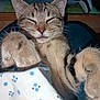 animal, blanket, cat, close_up, closed_eyes, cozy, cute, cute_pet, domestic_cat, fur, indoor, mammal, pattern, paws, pet, relaxed, resting, sleeping, tabby, whiskers