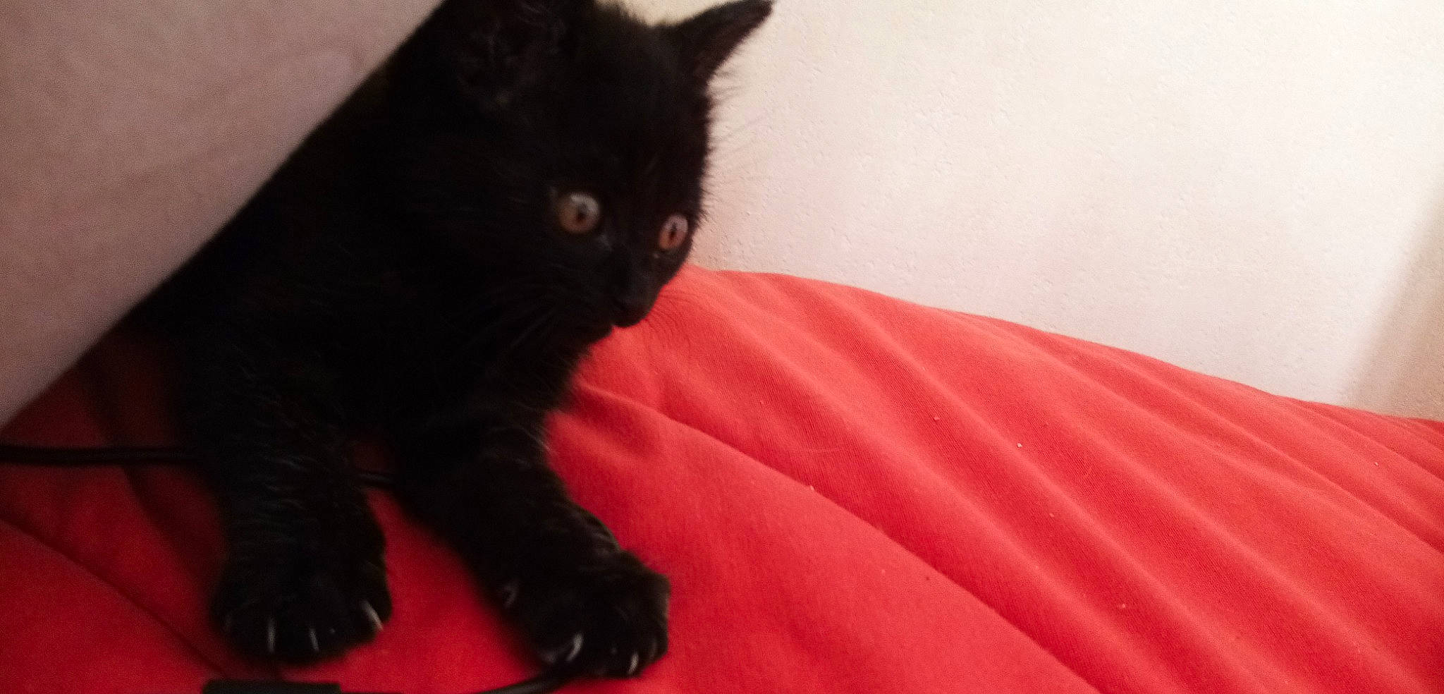 Siruis a rejoint le concours — aidez-le/la à gagner de superbes lots ! black_cat, bombay, carmine, carnivore, cat, cat_supply, claw, comfort, domestic_short_haired_cat, felidae, fur, paw, small_to_medium_sized_cats, snout, tail, terrestrial_animal, whiskers