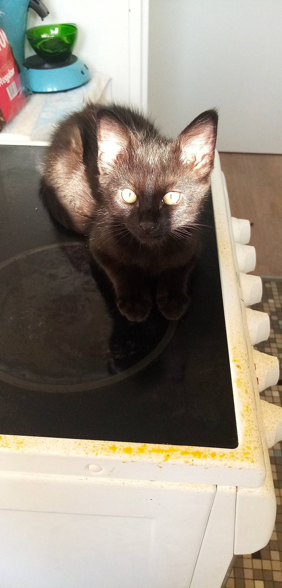 Siruis a rejoint le concours — aidez-le/la à gagner de superbes lots ! black_cat, bombay, box, carnivore, cat, cat_supply, claw, domestic_short_haired_cat, fawn, felidae, flooring, fur, paw, pet_supply, rectangle, small_to_medium_sized_cats, snout, tail, whiskers, wood