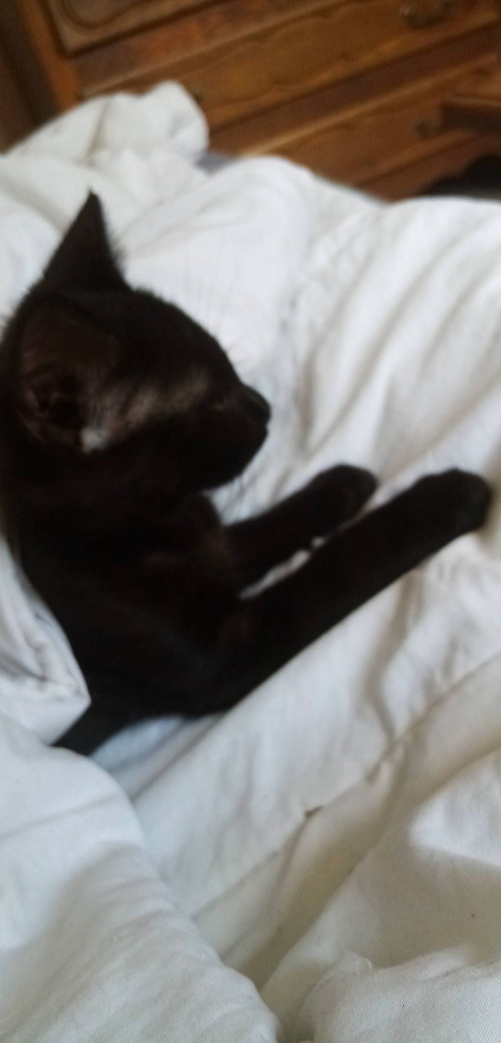 Siruis participe au concours pour gagner de l'argent avec cette photo : black_cat, bombay, canidae, carnivore, cat, comfort, dog_breed, domestic_short_haired_cat, felidae, fur, gesture, grey, linens, nap, small_to_medium_sized_cats, snout, sporting_group, tail, tints_and_shades, whiskers