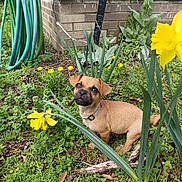 Sissy joined the competition — help win amazing prizes! puppy, dog, garden, yellow_flower, daffodil, greenery, grass, plants, outdoor, nature, small_dog, brown_dog, collar, cute, pet, animal, spring, flower, curious, leaf