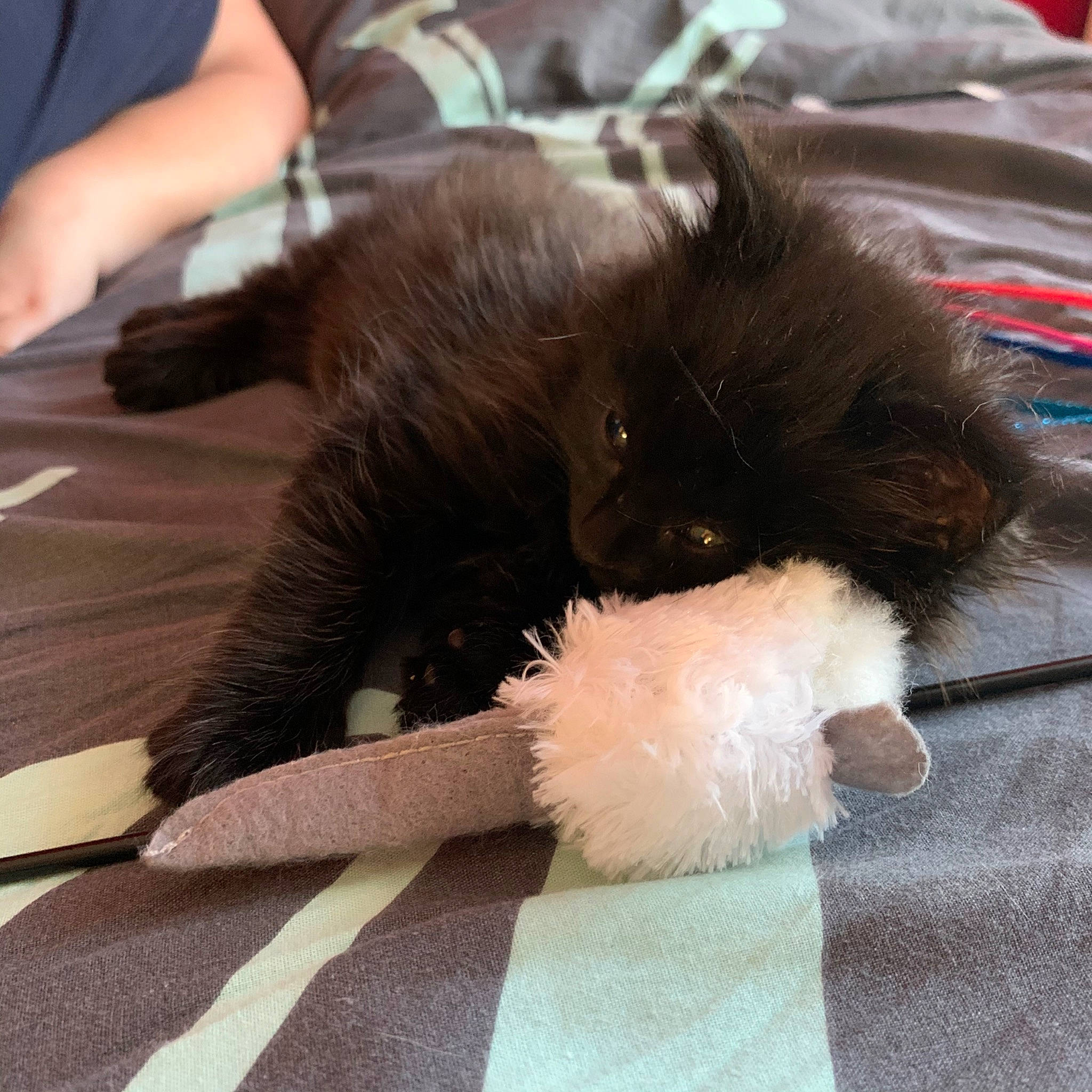 Riley participe au concours pour gagner de l'argent avec cette photo : black_cat, canidae, carnivore, cat, claw, companion_dog, ear, fawn, felidae, fur, kitten, puppy, small_to_medium_sized_cats, tail, whiskers