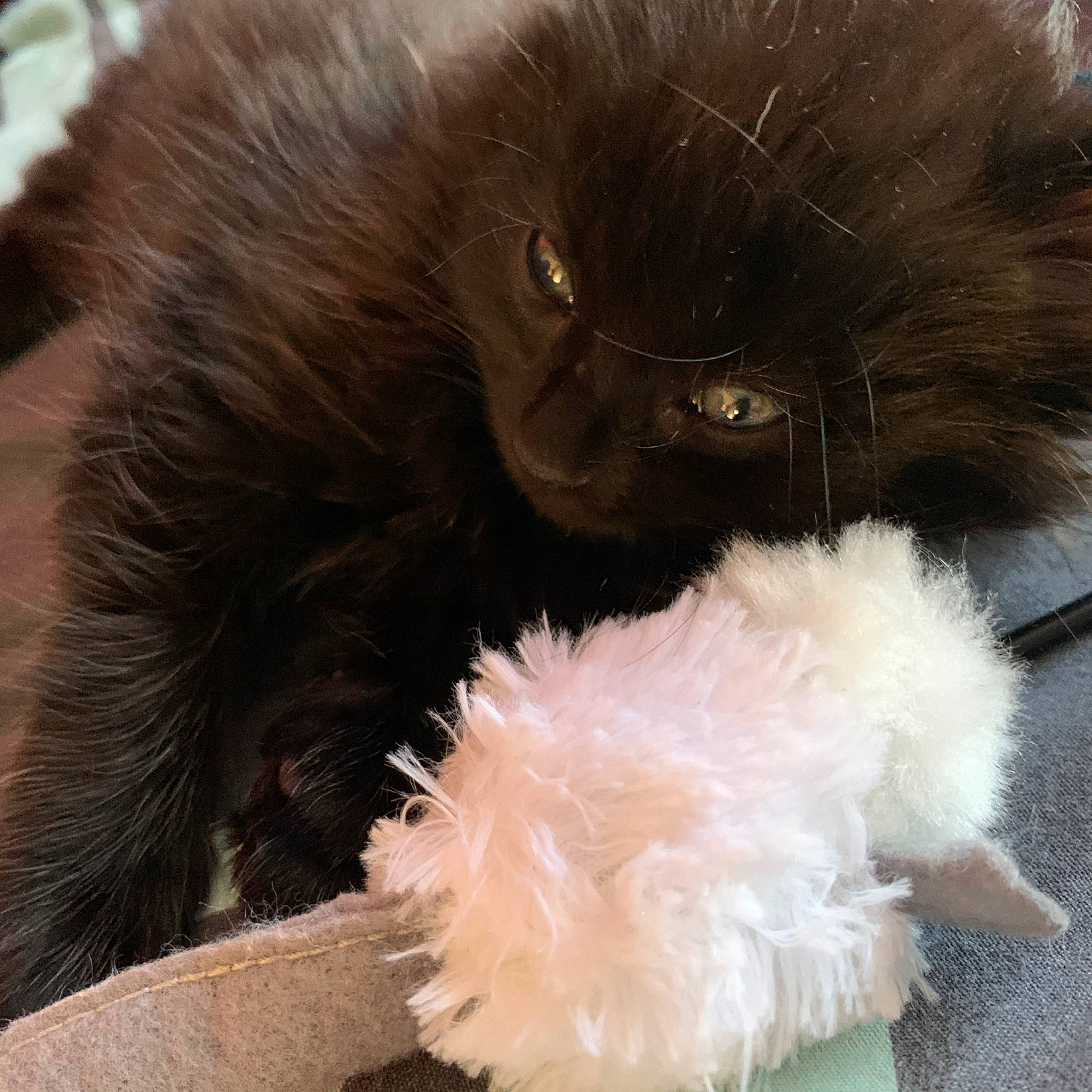 Riley a rejoint le concours — aidez-le/la à gagner de superbes lots ! black_cat, british_longhair, canidae, carnivore, cat, companion_dog, domestic_long_haired_cat, fawn, felidae, fur, persian, puppy, small_to_medium_sized_cats, snout, spitz, tail, whiskers