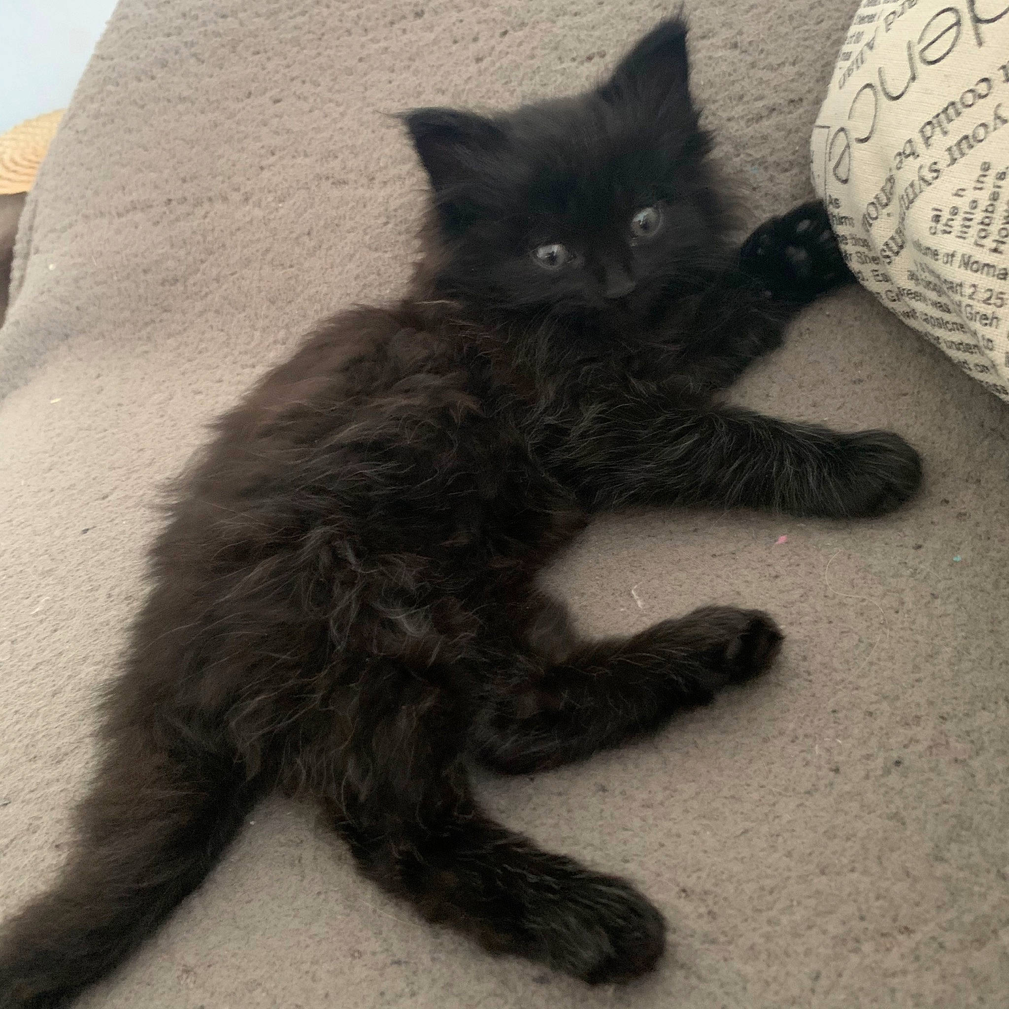 Riley a rejoint le concours — aidez-le/la à gagner de superbes lots ! black_cat, british_longhair, british_semi_longhair, carnivore, cat, claw, domestic_long_haired_cat, domestic_short_haired_cat, felidae, fur, kitten, maine_coon, mammal, nebelung, persian, polydactyl_cat, small_to_medium_sized_cats, tail, whiskers