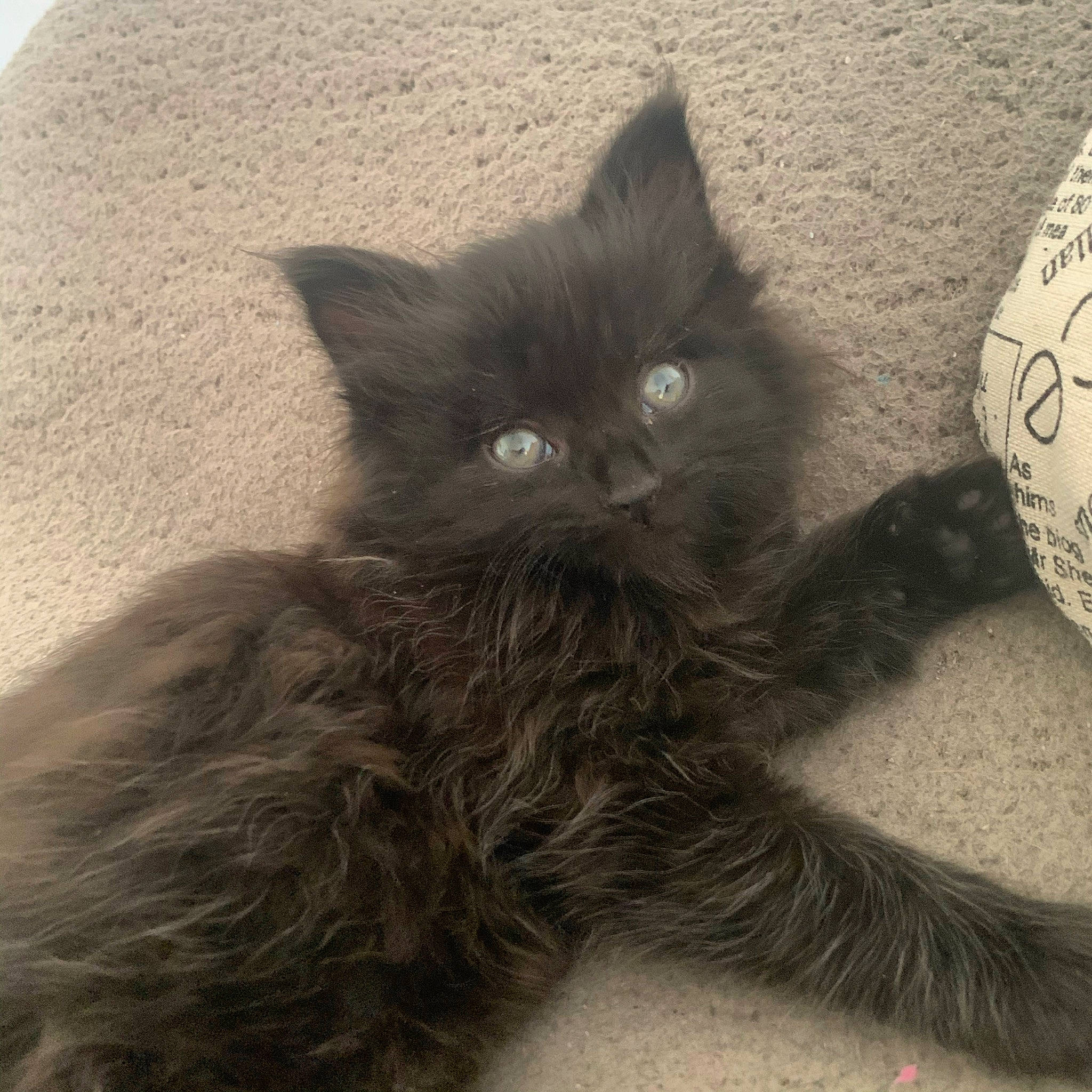 Riley participe au concours pour gagner de l'argent avec cette photo : asian, asian_semi_longhair, black_cat, british_longhair, british_semi_longhair, carnivore, cat, domestic_long_haired_cat, eye, felidae, fur, kitten, maine_coon, mammal, nebelung, norwegian_forest_cat, persian, ragamuffin, small_to_medium_sized_cats, whiskers