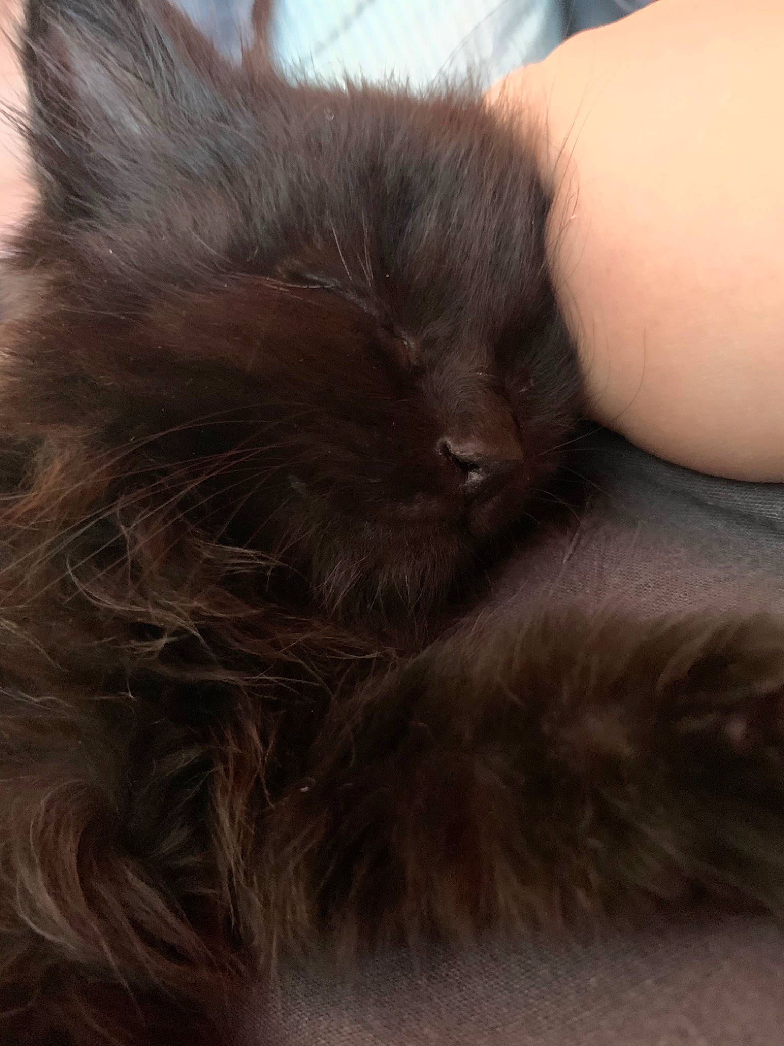 Riley a rejoint le concours — aidez-le/la à gagner de superbes lots ! black_cat, british_longhair, british_semi_longhair, carnivore, cat, domestic_long_haired_cat, ear, fawn, felidae, fur, hair, kitten, nap, norwegian_forest_cat, persian, skin, small_to_medium_sized_cats, snout, whiskers