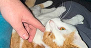 Mullet is registered to the contest to win money with this photo: animal, casual, cat, close_up, comfort, companion, cozy, domestic, feline, friendship, fur, gentle_touch, hand, human_interaction, indoor, orange_and_white_cat, pet, relaxation, resting, whiskers
