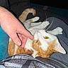 animal, casual, cat, close_up, comfort, companion, cozy, domestic, feline, friendship, fur, gentle_touch, hand, human_interaction, indoor, orange_and_white_cat, pet, relaxation, resting, whiskers
