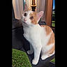Mullet is registered to the contest to win money with this photo: animal, cat, couch, cozy, curious, cute, domestic, ears, feline, fur, greenery, home, indoor, lamp, looking_up, orange_and_white, pet, sitting, whiskers, window