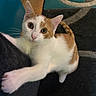 Mullet is registered to the contest to win money with this photo: carpet, cat, claw, close_up, curious, domestic_cat, ears, feline, fur, home, indoor, looking_up, orange_and_white, paw, pet, playful, tail, whiskers, wide_eyes, wooden_floor