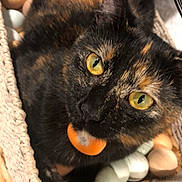 Pineapple is registered to the contest to win money with this photo: cat, tortoiseshell, basket, eggs, yellow_eyes, fur, pet, indoor, woven_basket, curious, closeup, animal, domestic_cat, feline, resting, colorful, soft, cute, looking_up, cozy