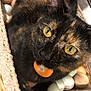 cat, tortoiseshell, basket, eggs, yellow_eyes, fur, pet, indoor, woven_basket, curious, closeup, animal, domestic_cat, feline, resting, colorful, soft, cute, looking_up, cozy