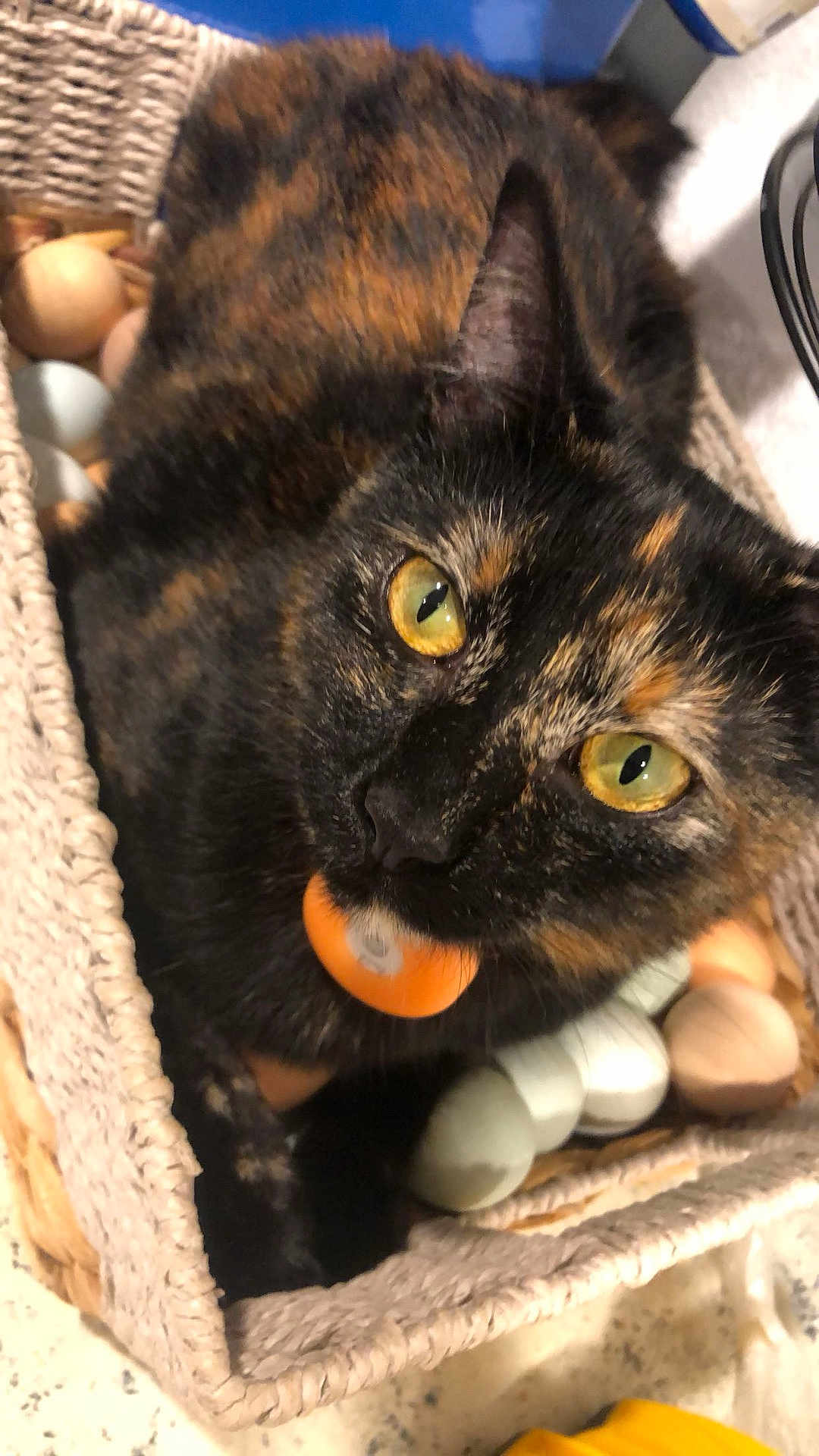 Pineapple is registered to the contest to win money with this photo: cat, tortoiseshell, basket, eggs, yellow_eyes, fur, pet, indoor, woven_basket, curious, closeup, animal, domestic_cat, feline, resting, colorful, soft, cute, looking_up, cozy