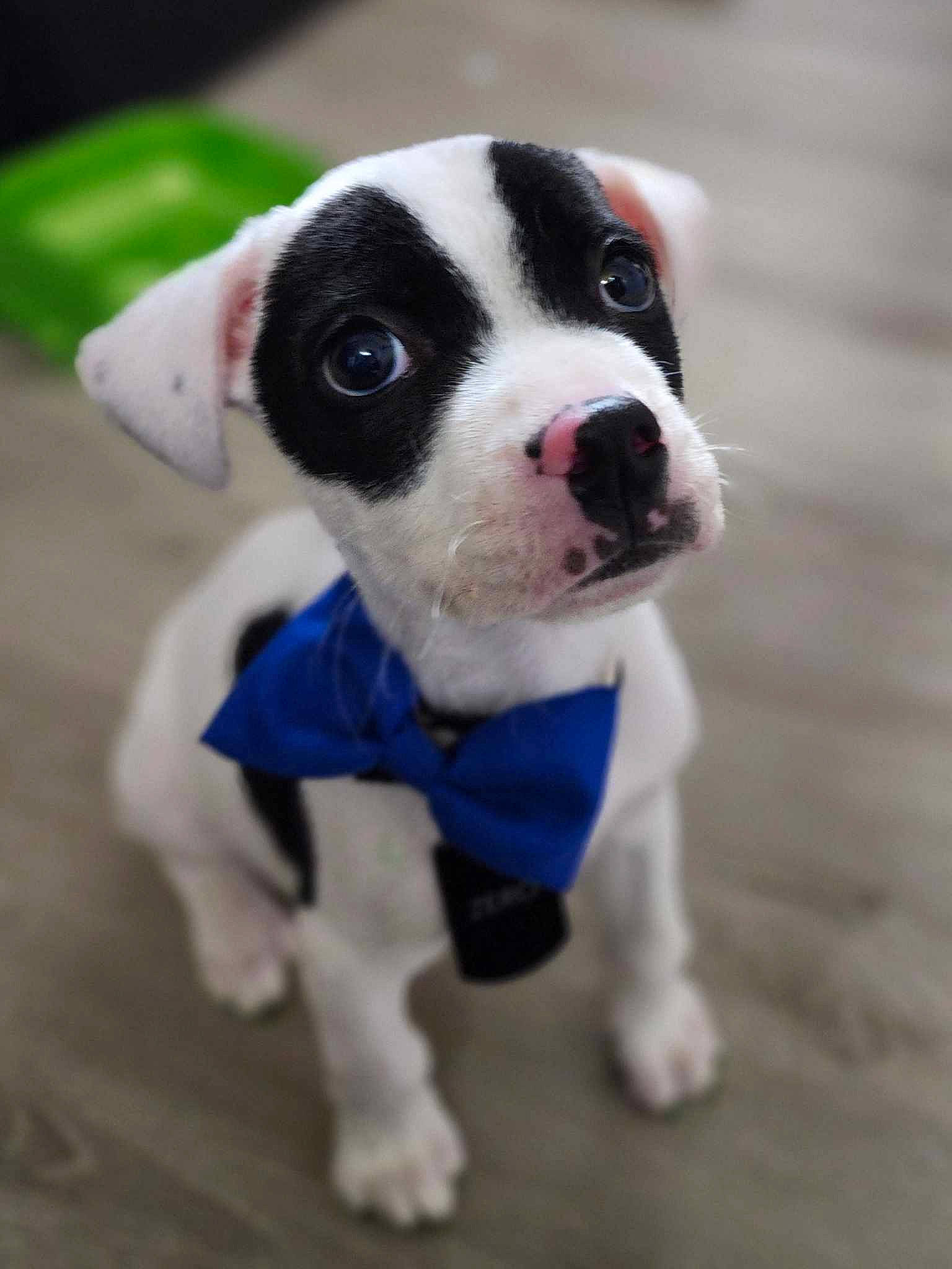 Zero joined the competition — help win amazing prizes! canidae, carnivore, collar, companion_dog, dog, dog_breed, dog_clothes, dog_collar, dog_supply, electric_blue, fawn, fur, leash, pet_supply, snout, sporting_group, tail, toy, whiskers, working_animal