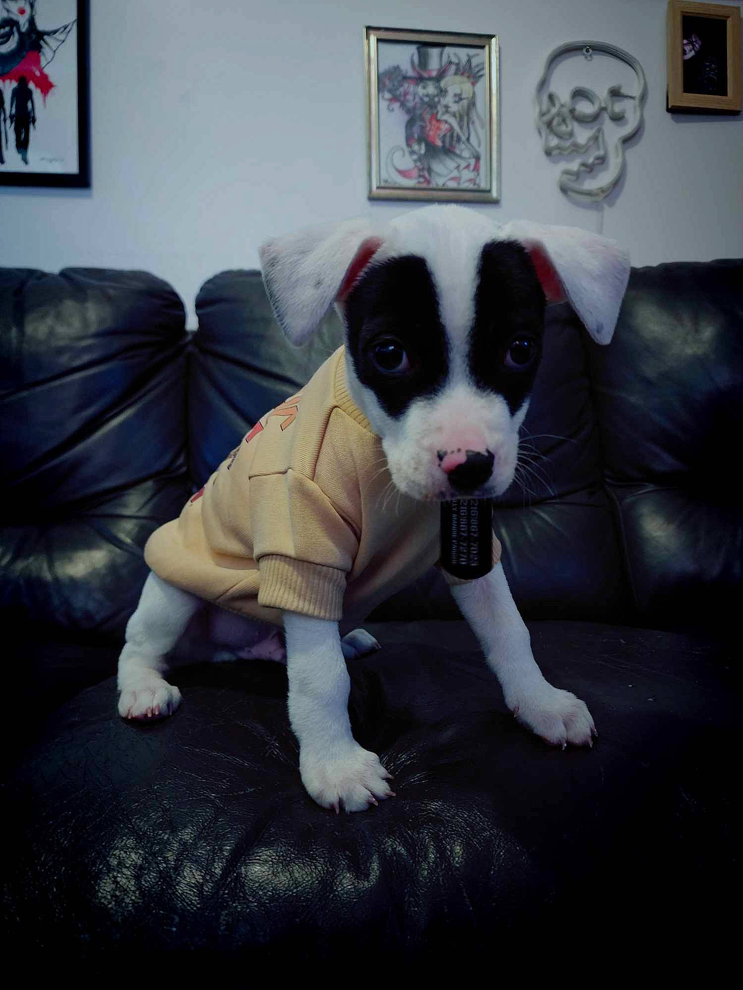 Zero is registered to the contest to win money with this photo: art, boston_terrier, canidae, carnivore, comfort, companion_dog, couch, dog, dog_breed, door, fawn, flooring, fur, picture_frame, snout, sporting_group, tail, whiskers, window, working_animal