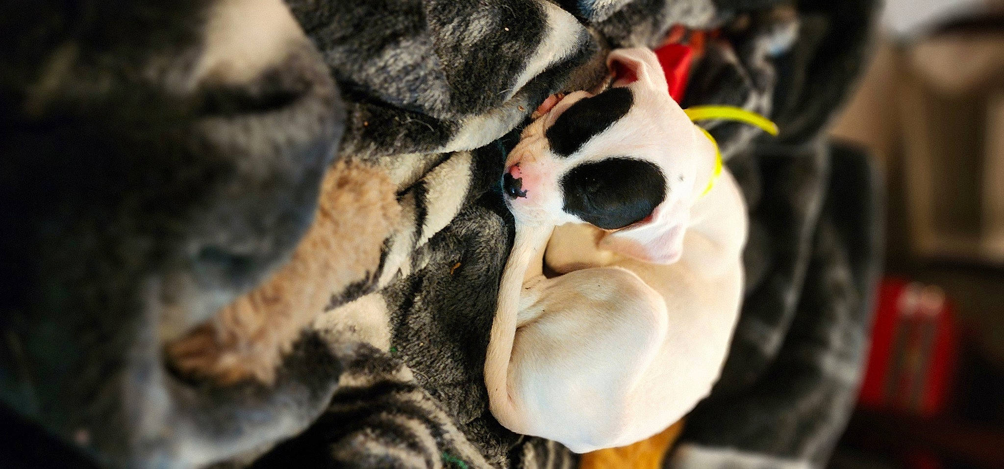 Zero is registered to the contest to win money with this photo: canidae, carmine, carnivore, companion_dog, dalmatian, dog, dog_breed, ear, fawn, felidae, fur, guard_dog, non_sporting_group, paw, plant, snout, sporting_group, toy_dog, whiskers, wildlife