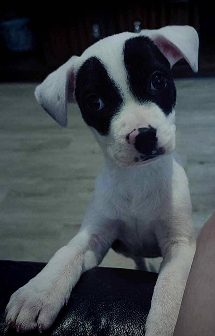 Zero is registered to the contest to win money with this photo: art, boston_terrier, canidae, carnivore, collar, companion_dog, dog, dog_breed, dog_collar, fawn, non_sporting_group, snout, sporting_group, terrestrial_animal, whiskers, working_animal, working_dog