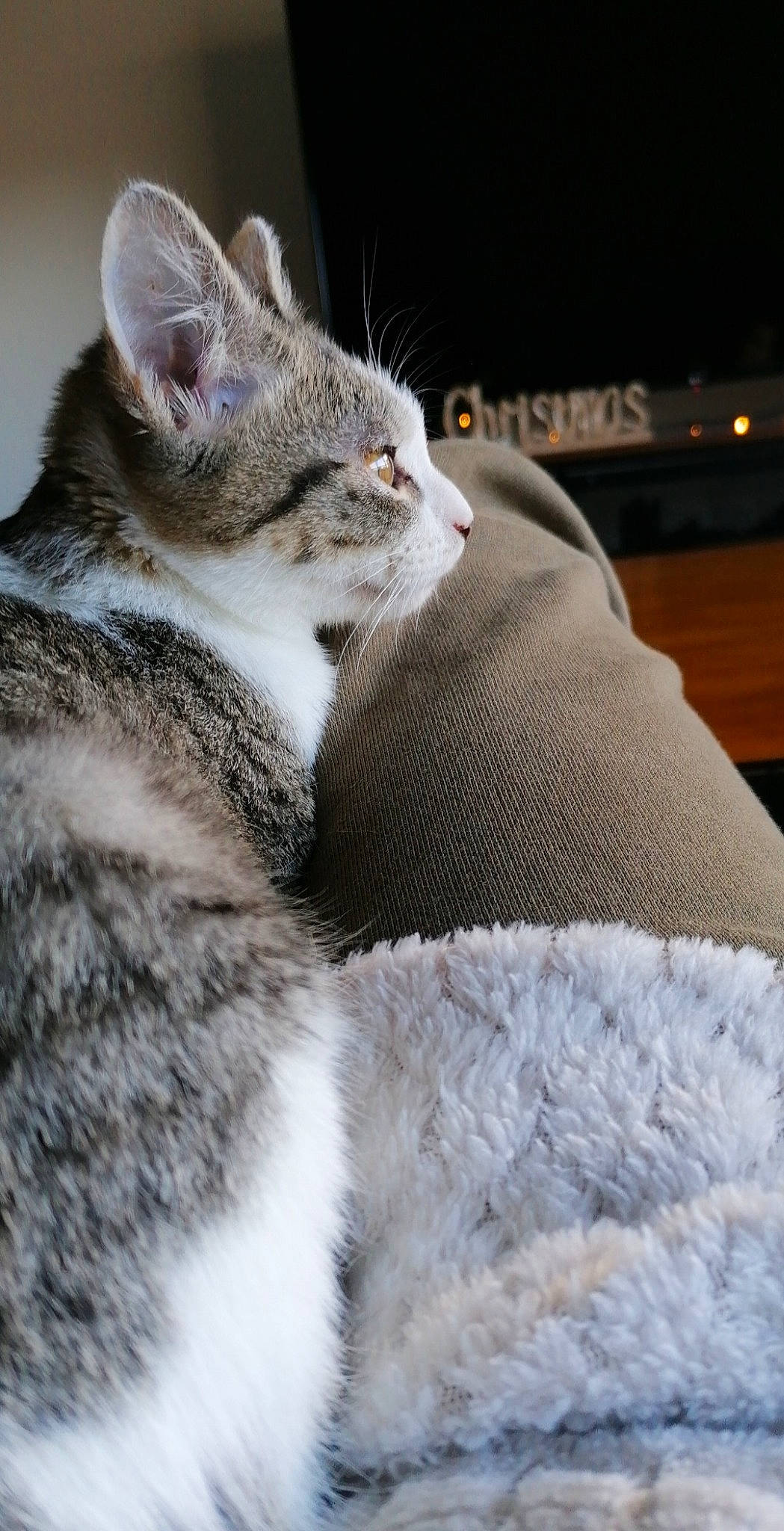 émeraude a rejoint le concours — aidez-le/la à gagner de superbes lots ! carnivore, cat, close_up, comfort, domestic_short_haired_cat, felidae, fur, grey, small_to_medium_sized_cats, snout, vertebrate, whiskers