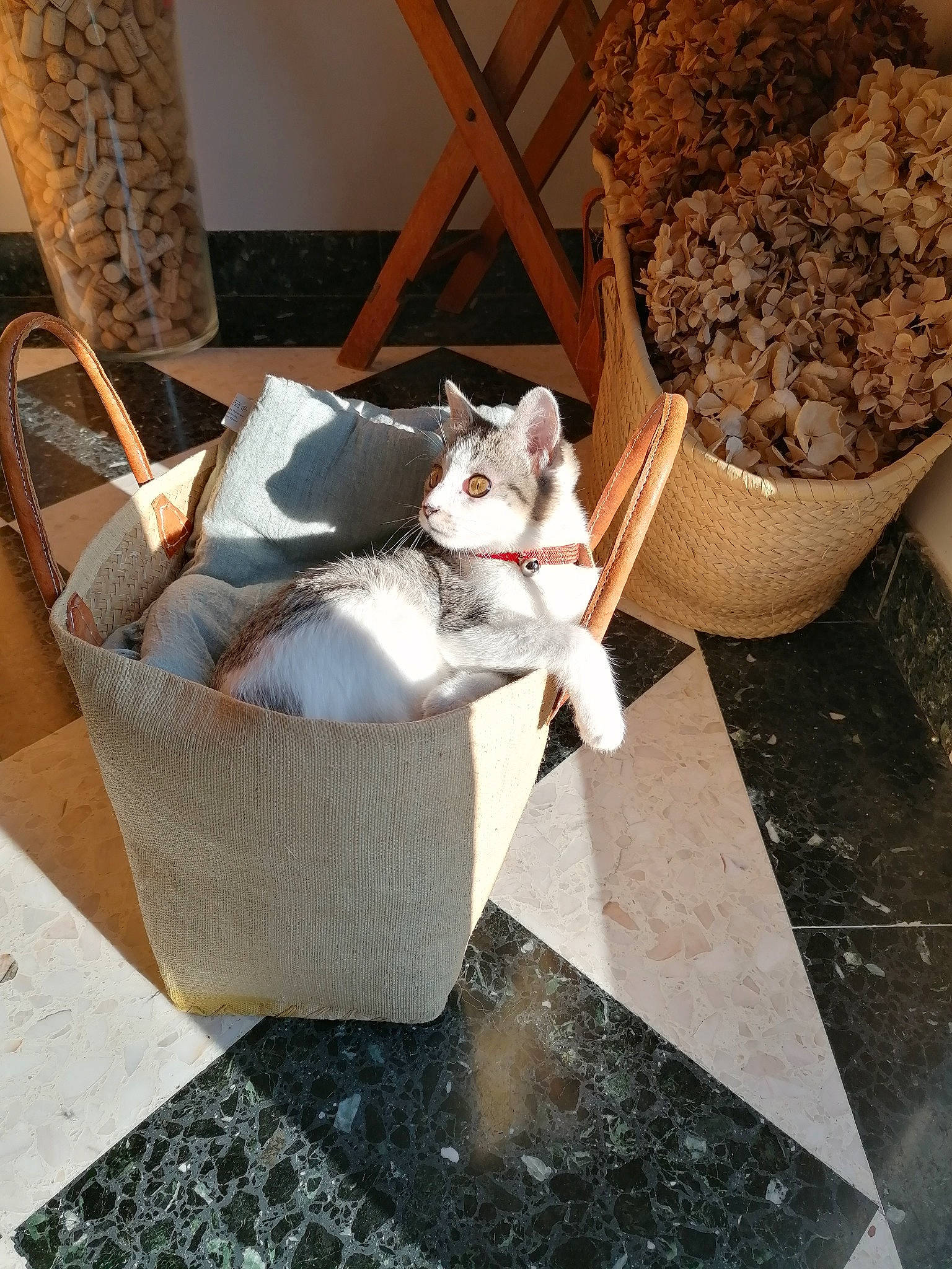 émeraude a rejoint le concours — aidez-le/la à gagner de superbes lots ! carnivore, cat, cat_furniture, cat_supply, domestic_short_haired_cat, felidae, small_to_medium_sized_cats, vertebrate, whiskers