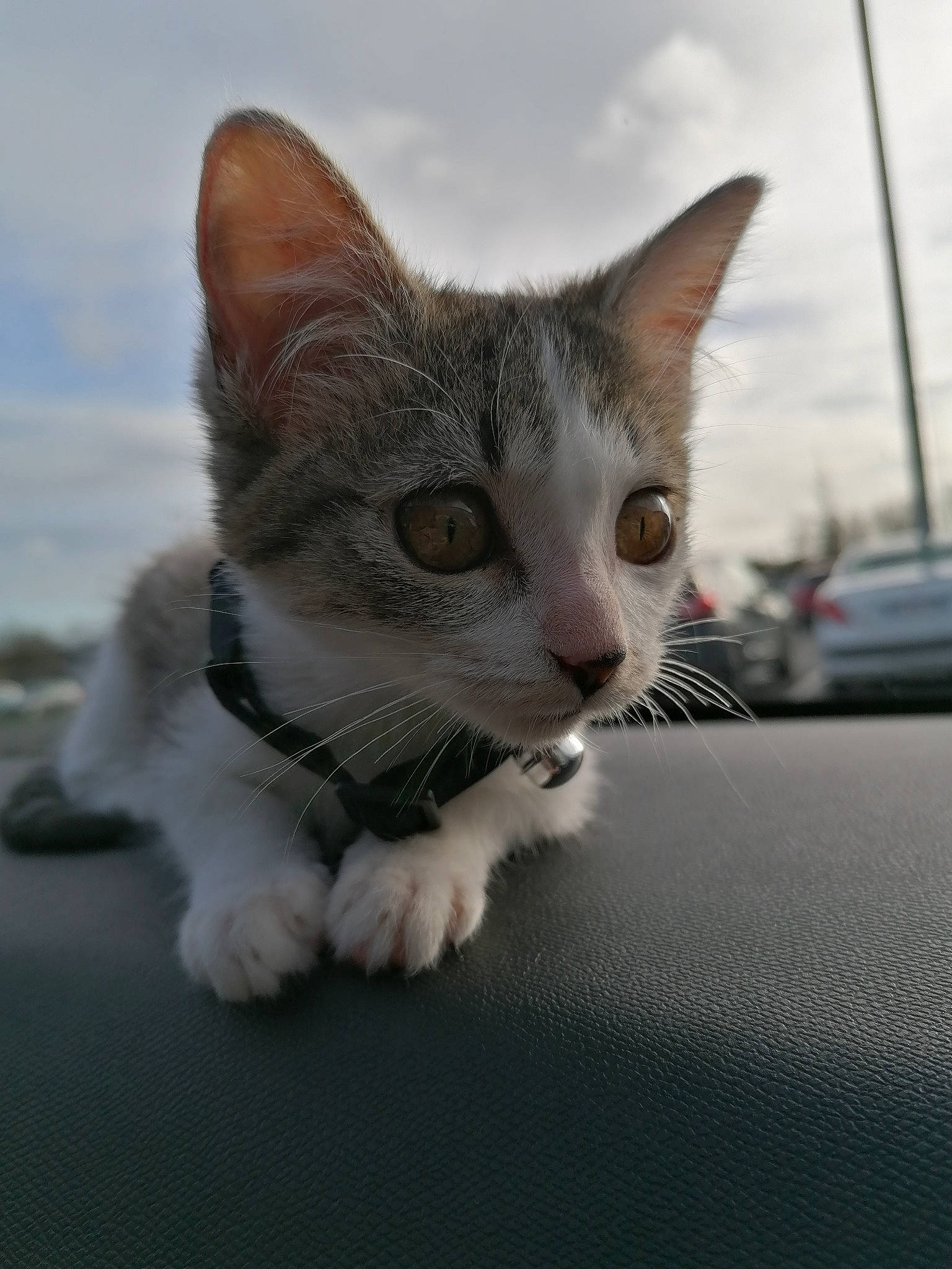 émeraude a rejoint le concours — aidez-le/la à gagner de superbes lots ! automotive_side_view_mirror, automotive_window_part, carnivore, cat, domestic_short_haired_cat, felidae, kitten, paw, small_to_medium_sized_cats, snout, vehicle_door, whiskers