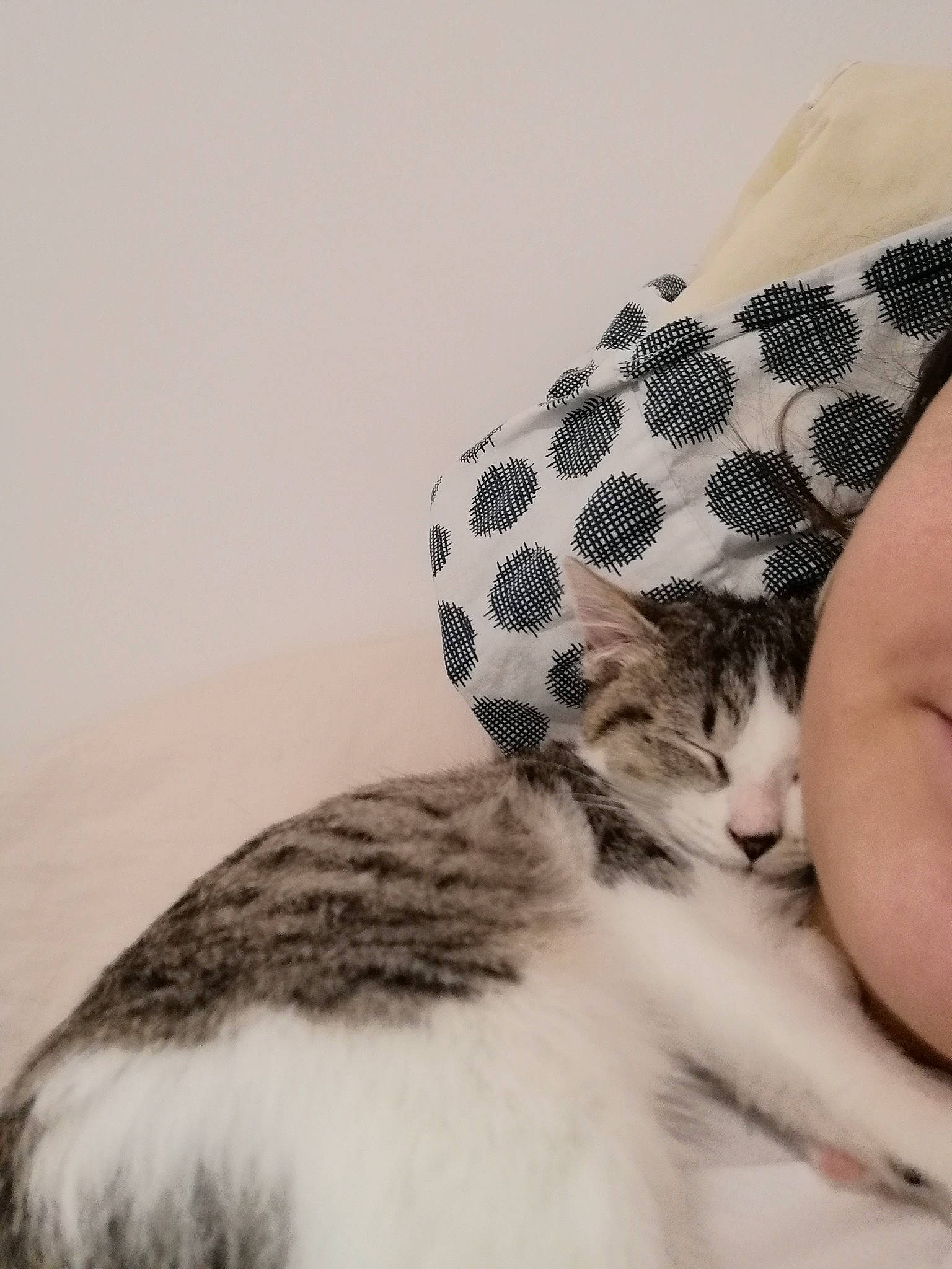 émeraude a rejoint le concours — aidez-le/la à gagner de superbes lots ! carnivore, cat, comfort, domestic_short_haired_cat, felidae, fur, monochrome_photography, nap, skin, sleep, small_to_medium_sized_cats, style, whiskers