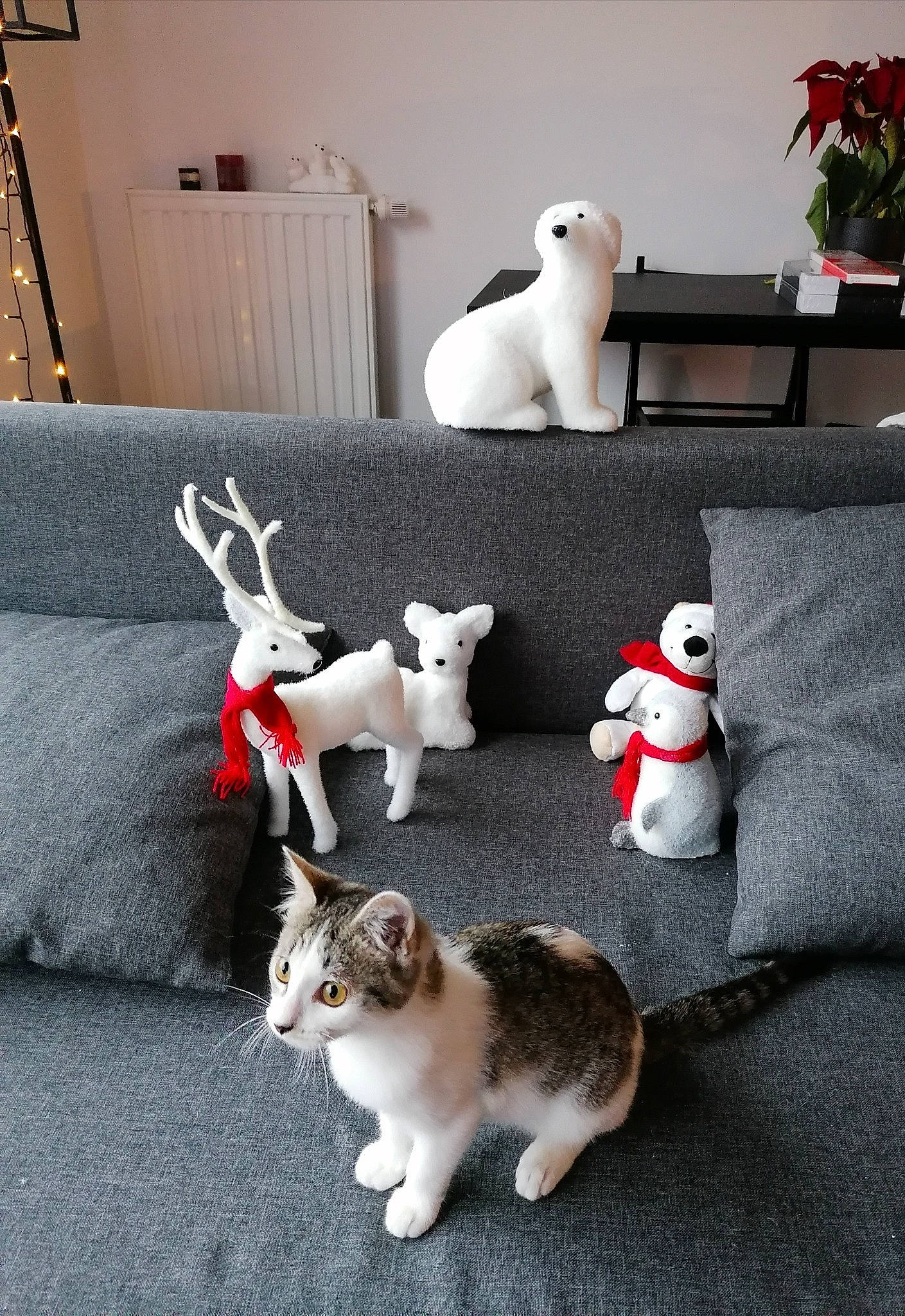 émeraude participe au concours pour gagner de l'argent avec cette photo : animal_figure, carnivore, cat, couch, domestic_short_haired_cat, felidae, figurine, fur, grey, interior_design, living_room, plush, room, small_to_medium_sized_cats, stuffed_toy, tail, toy, vertebrate, whiskers